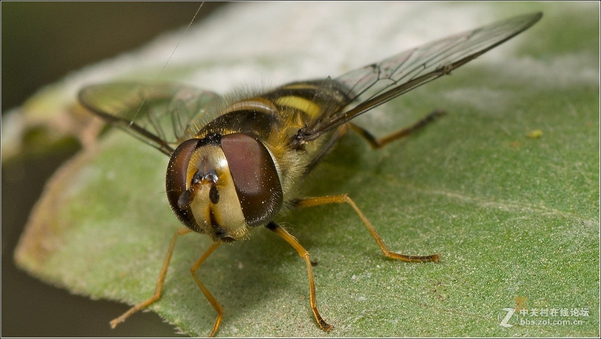 深秋再拍蜘蛛蜂