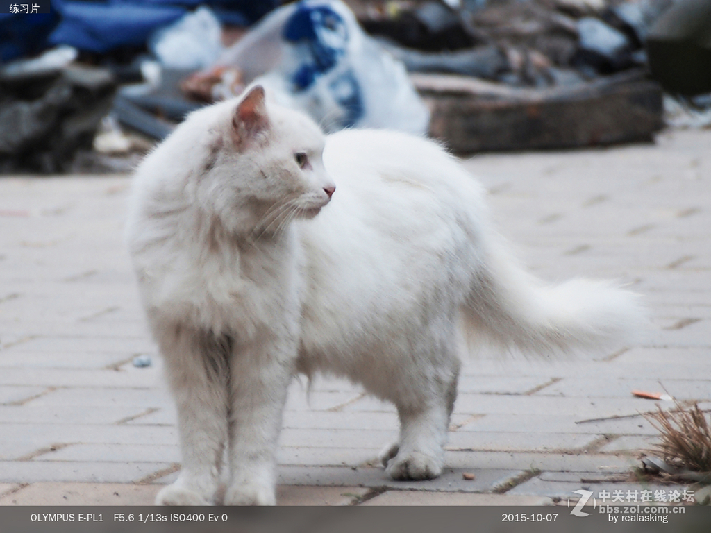 猫三张
