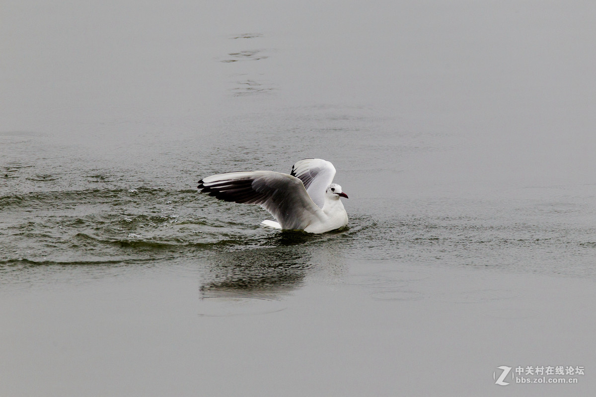 再试小马四之红嘴鸥