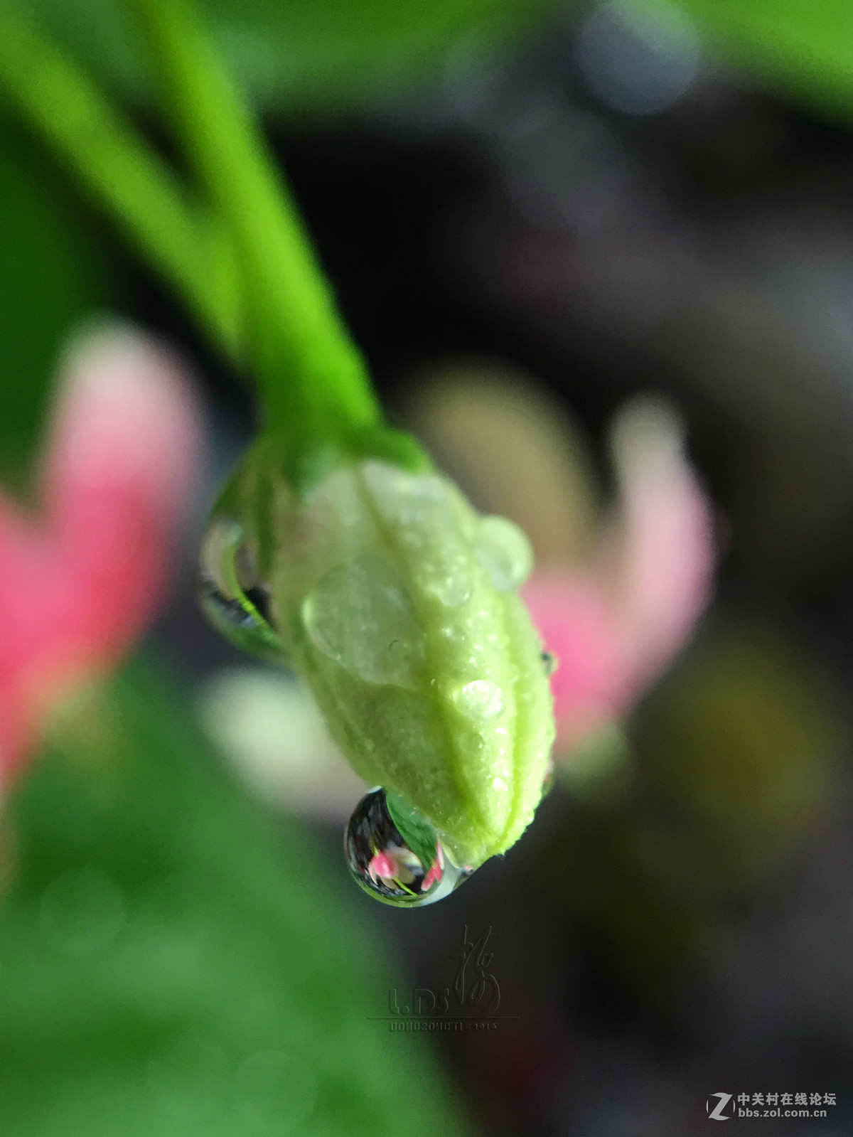 甘露--创意微距-中关村在线摄影论坛