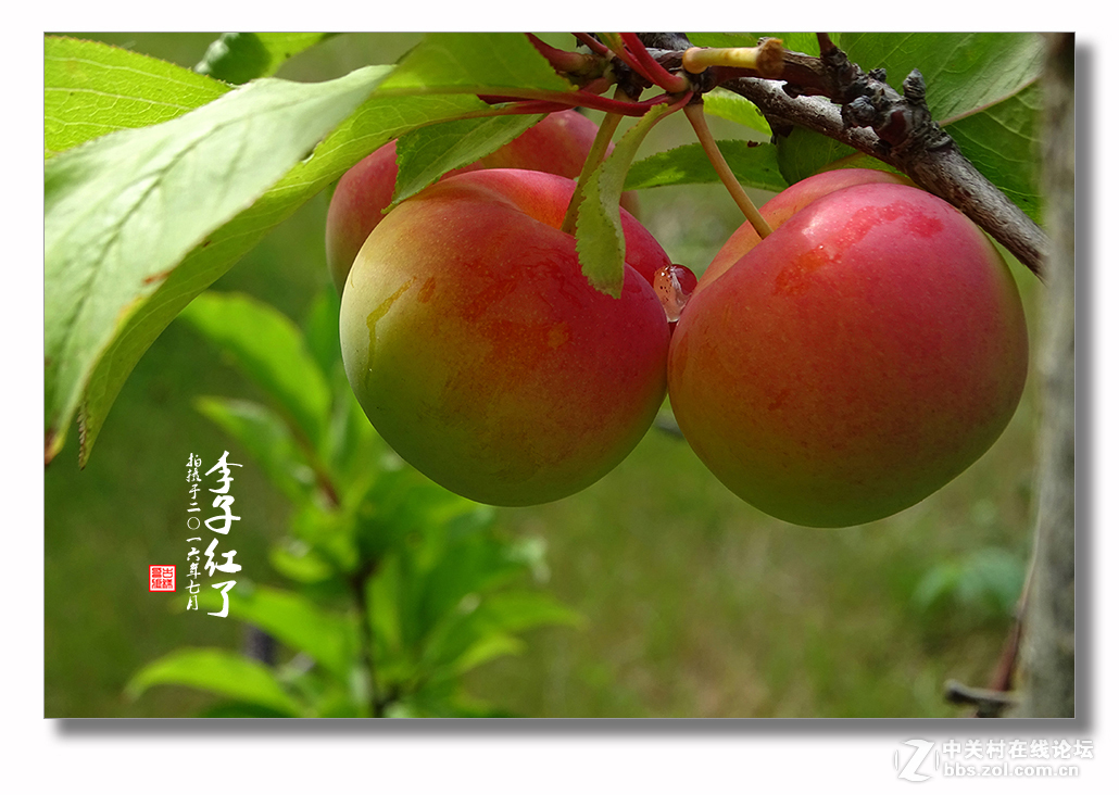 【  七月李子红  】
