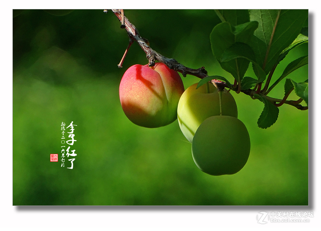 【  七月李子红  】