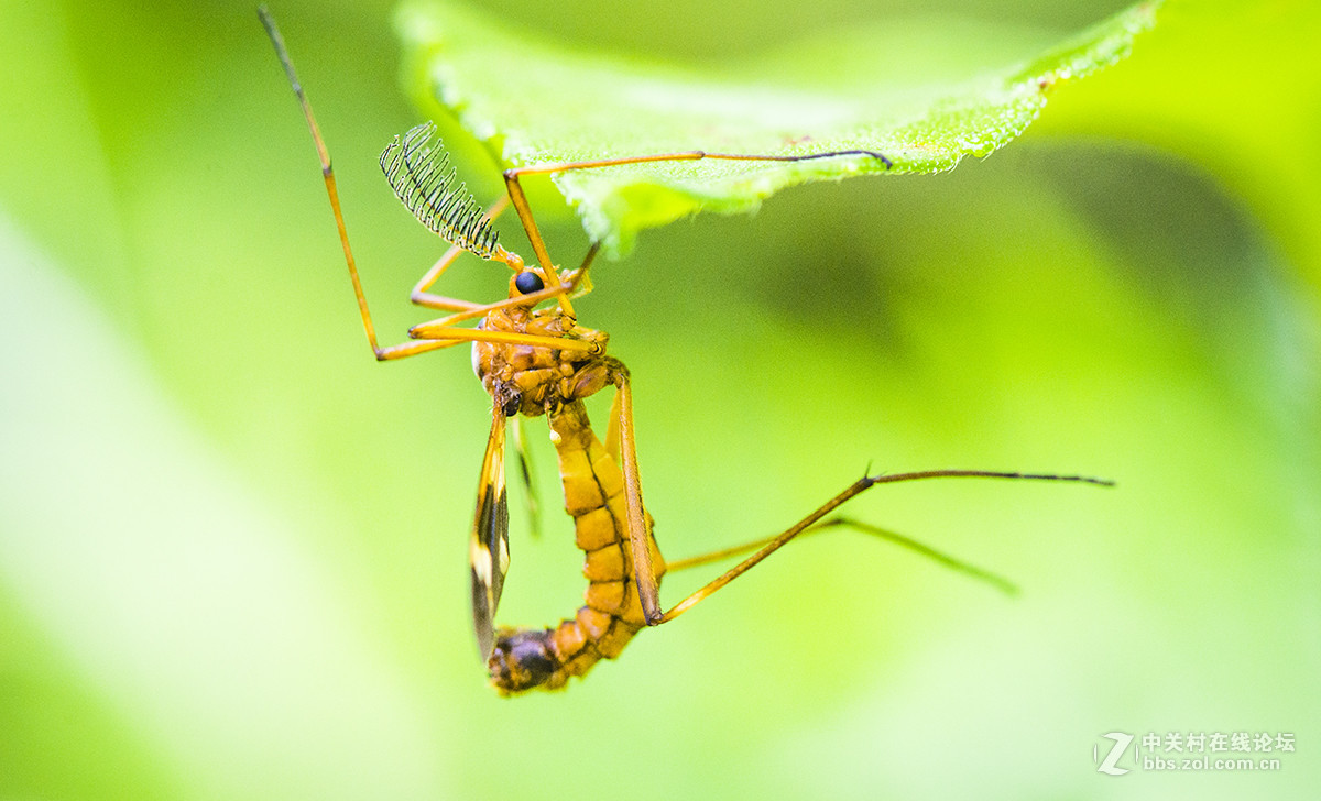 夏日虫趣黑斑蚊