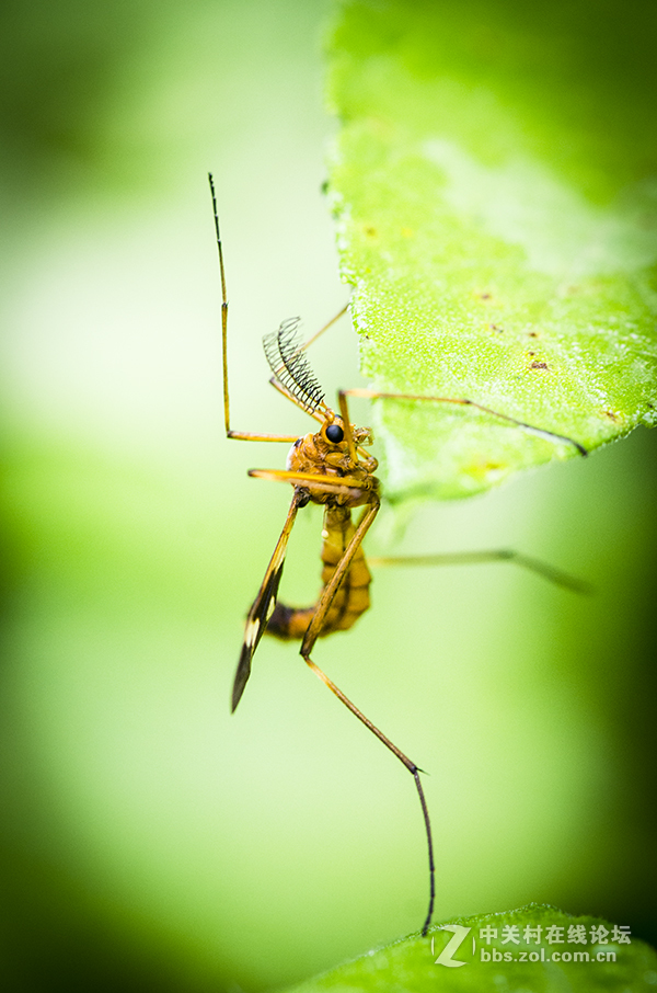 夏日虫趣黑斑蚊
