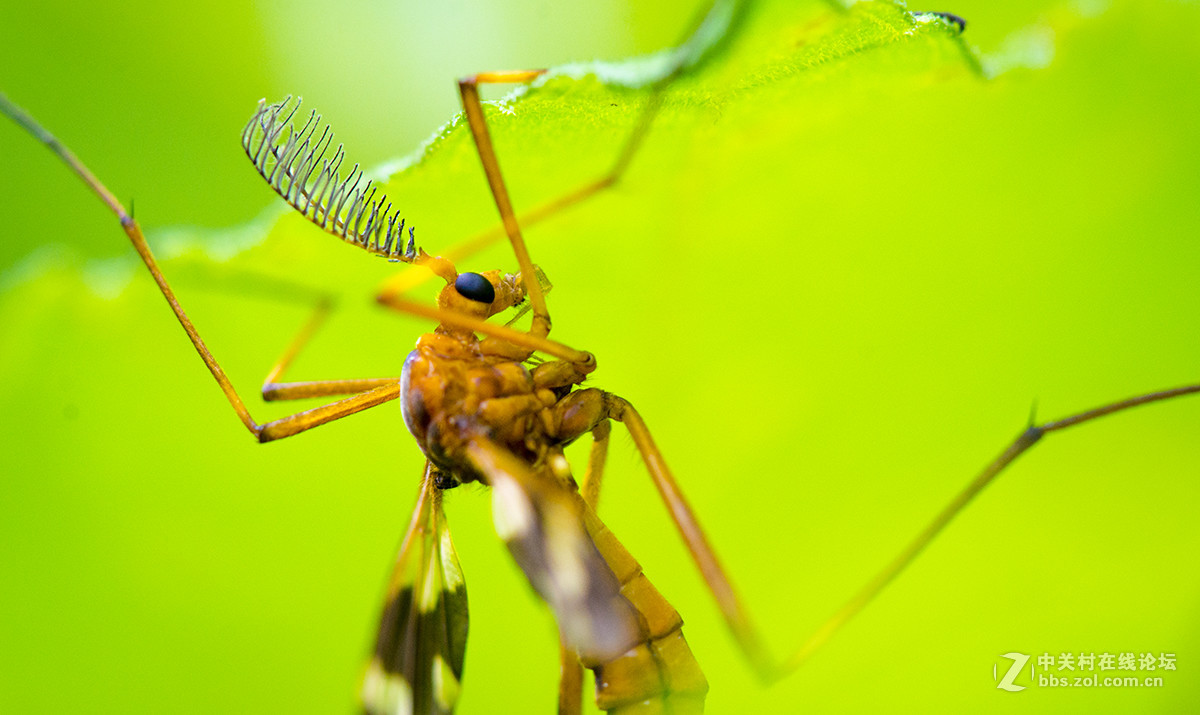 夏日虫趣黑斑蚊