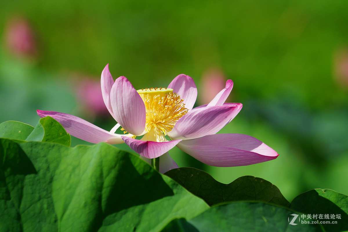 荷花