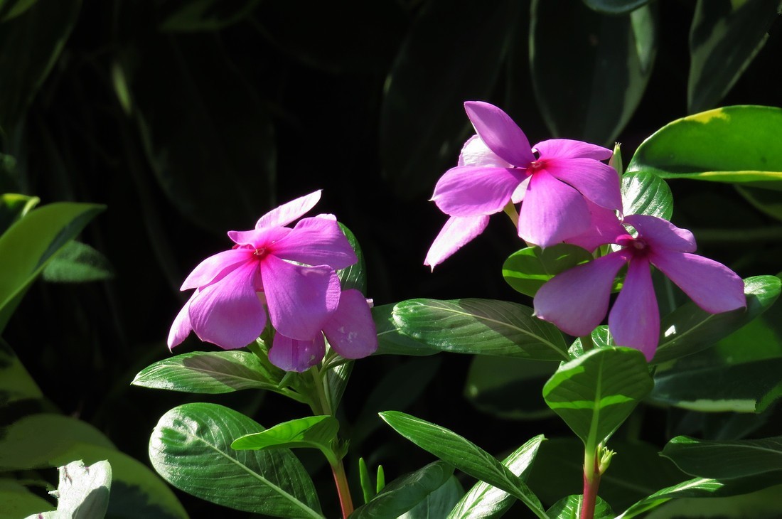 长春花(长春花花期多长时间)