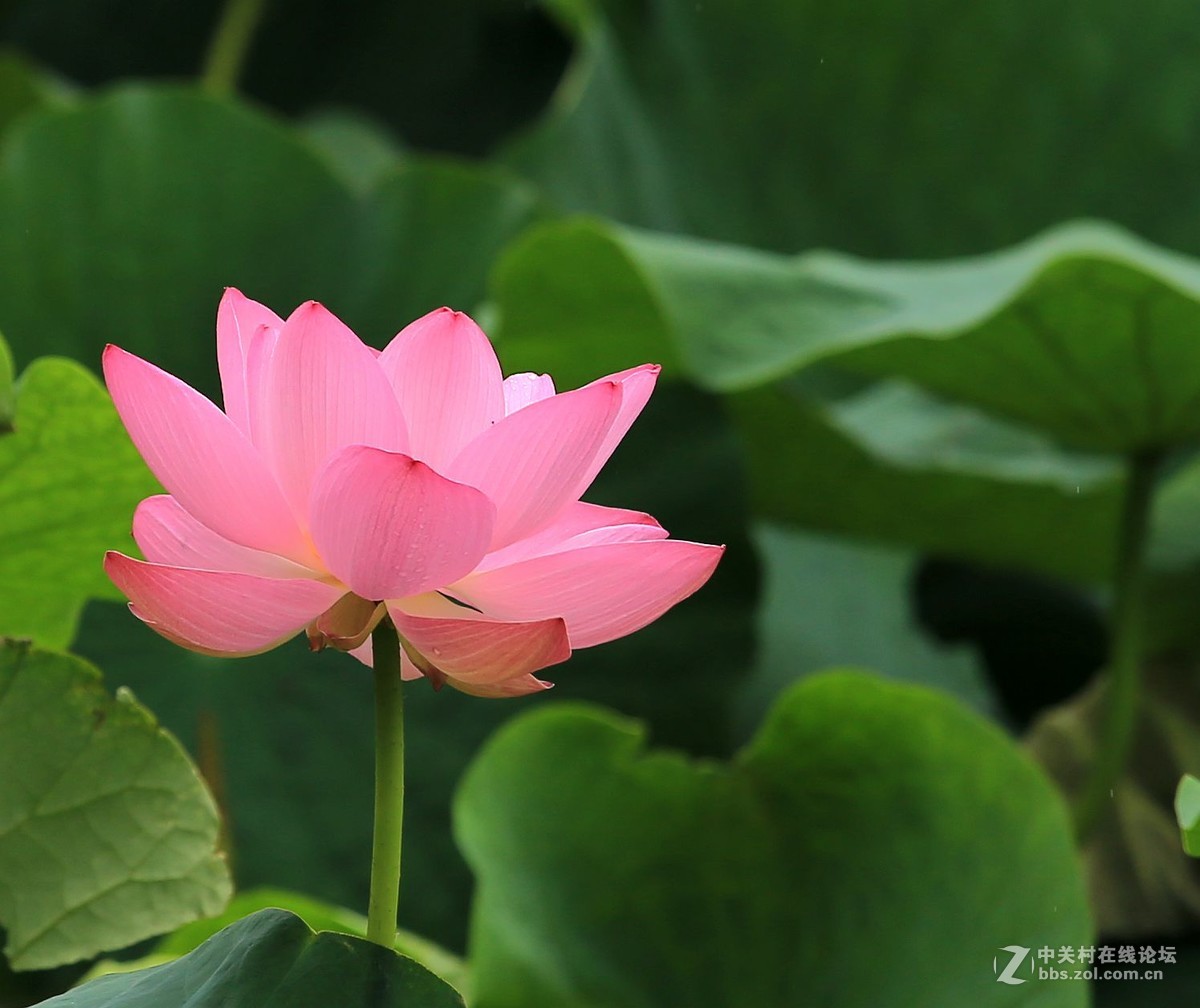 为家乡星空(中国)尽微薄之力吧。