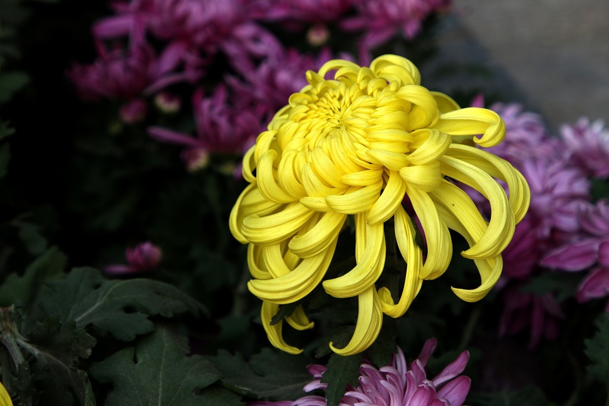 菊花