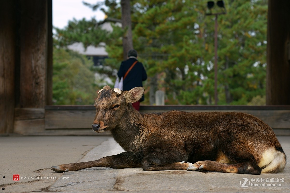 日本奈良东大寺与神鹿公园