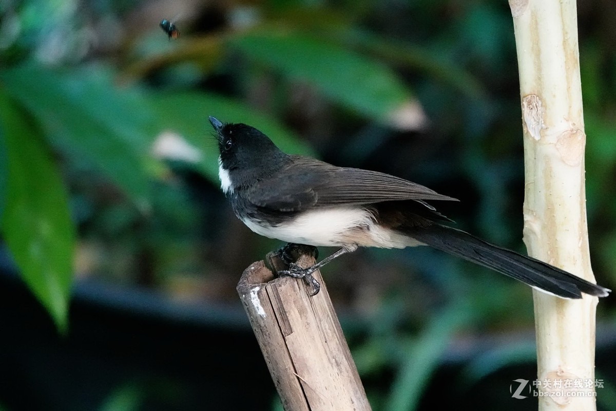 白腹扇尾鹟的绝活：空中捕蝇