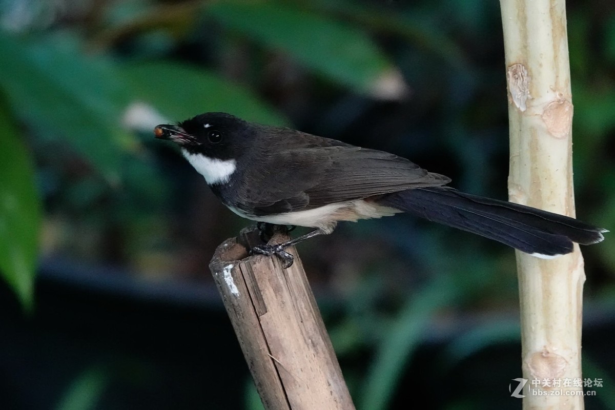 白腹扇尾鹟的绝活：空中捕蝇