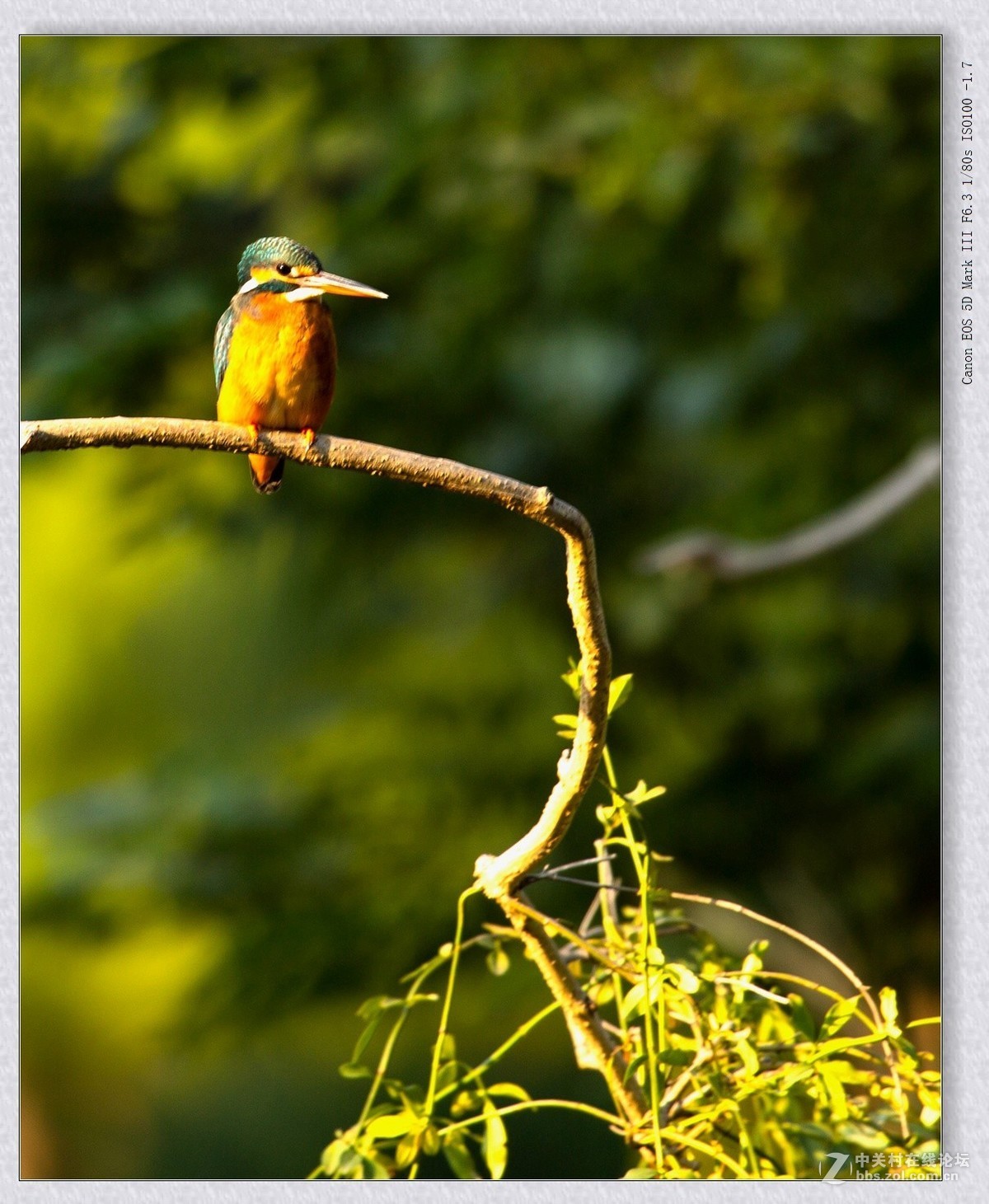 见鸟就打————绝不放过！