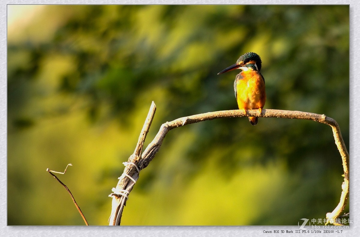 见鸟就打————绝不放过！