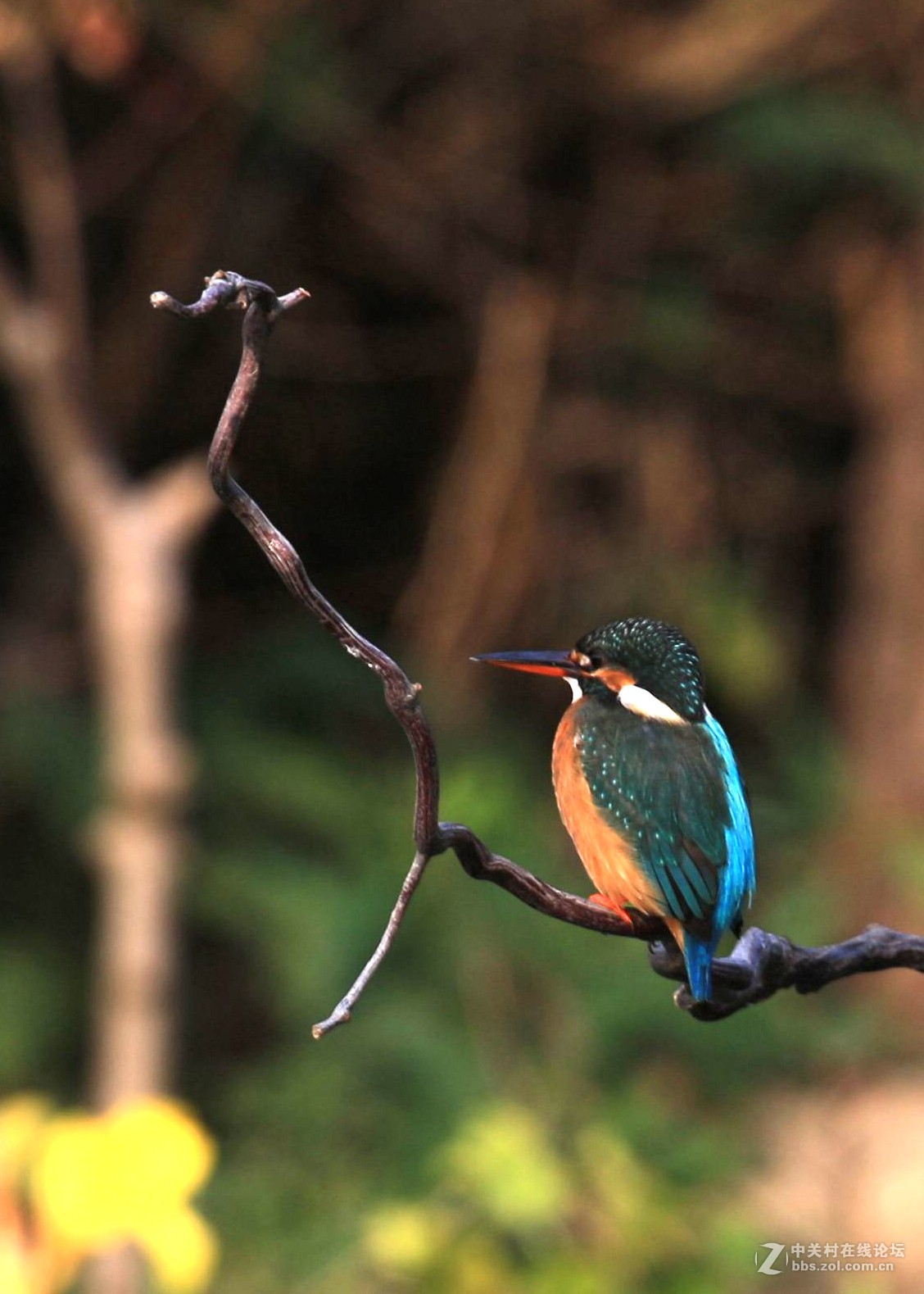 见鸟就打————绝不放过！