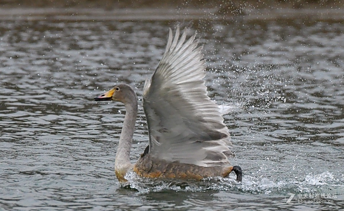 家乡又来了亚成体天鹅