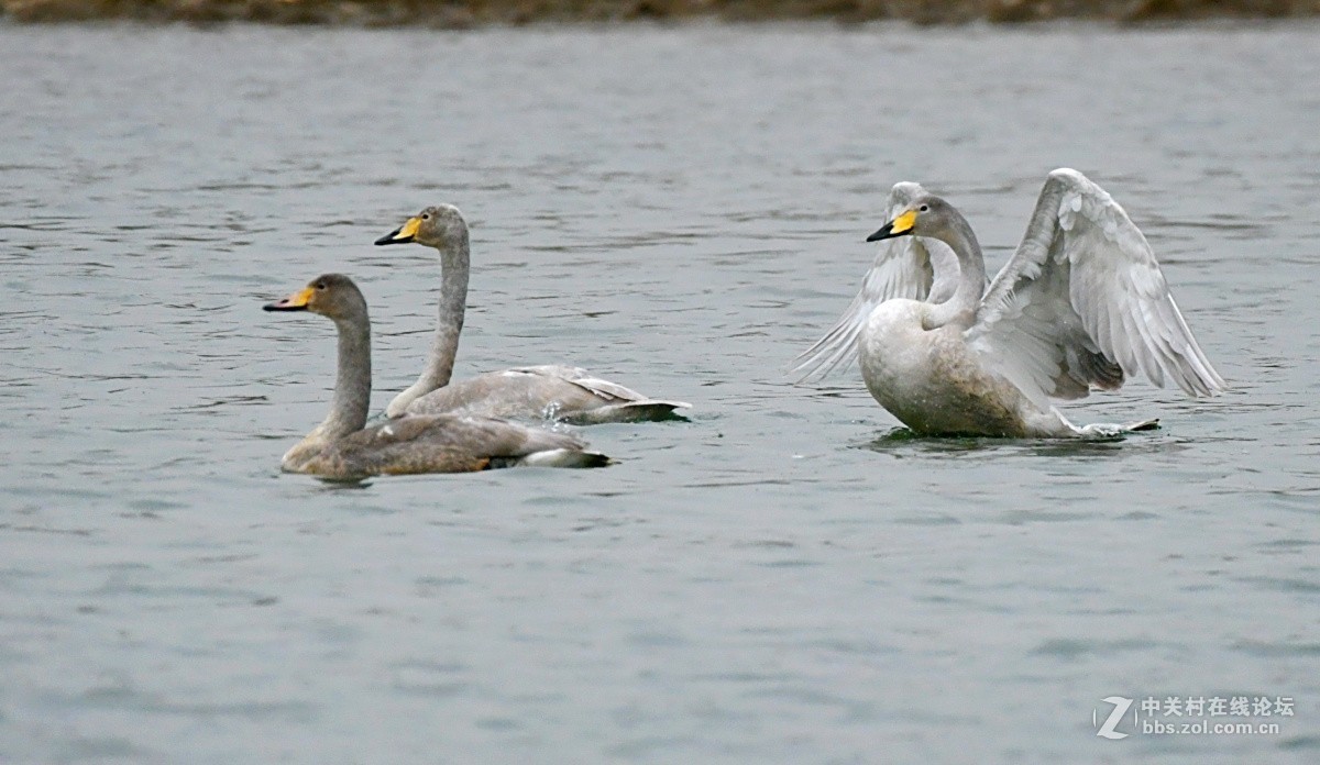 家乡又来了亚成体天鹅