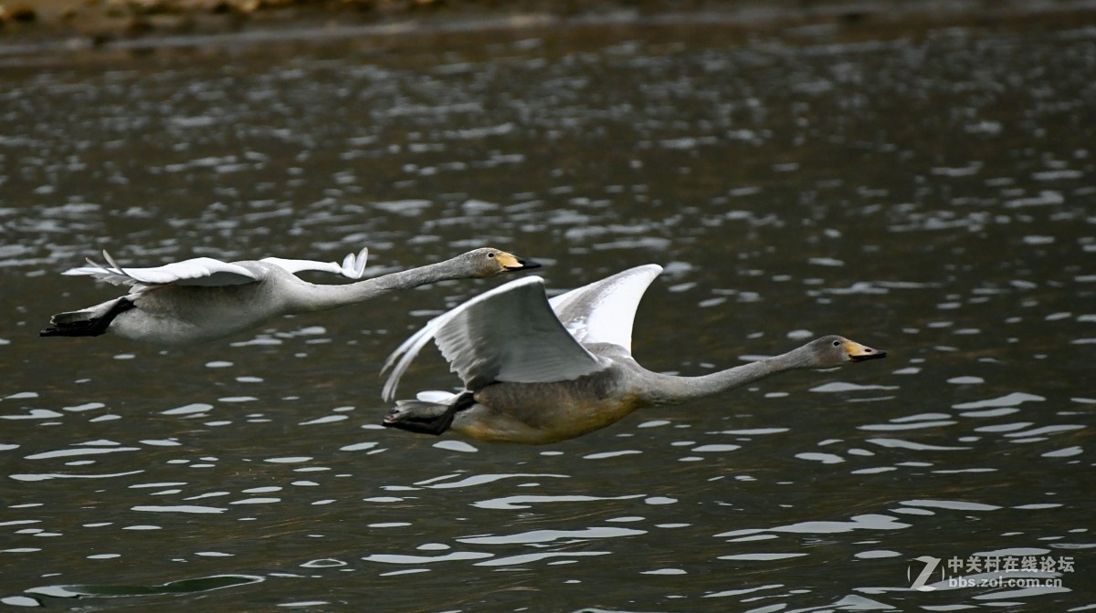 家乡又来了亚成体天鹅