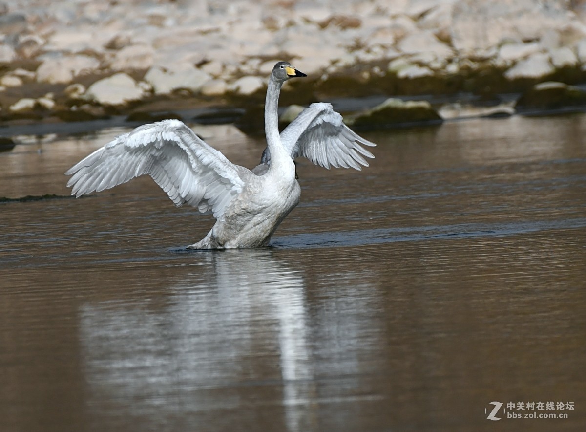 家乡又来了亚成体天鹅