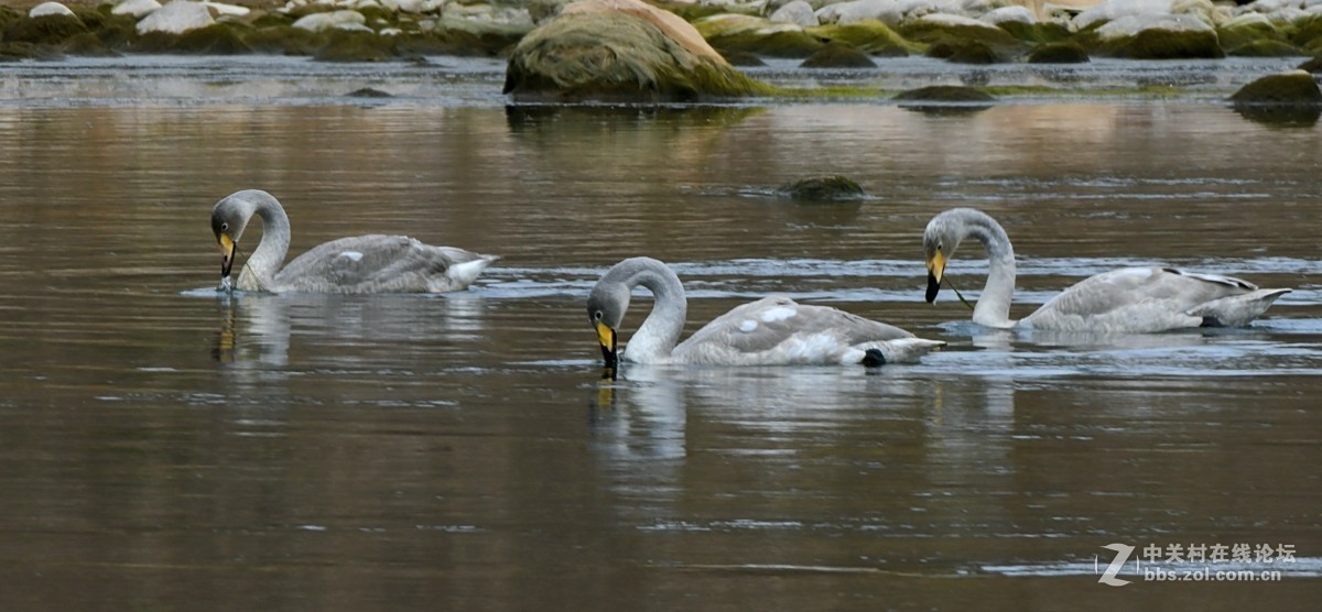 家乡又来了亚成体天鹅