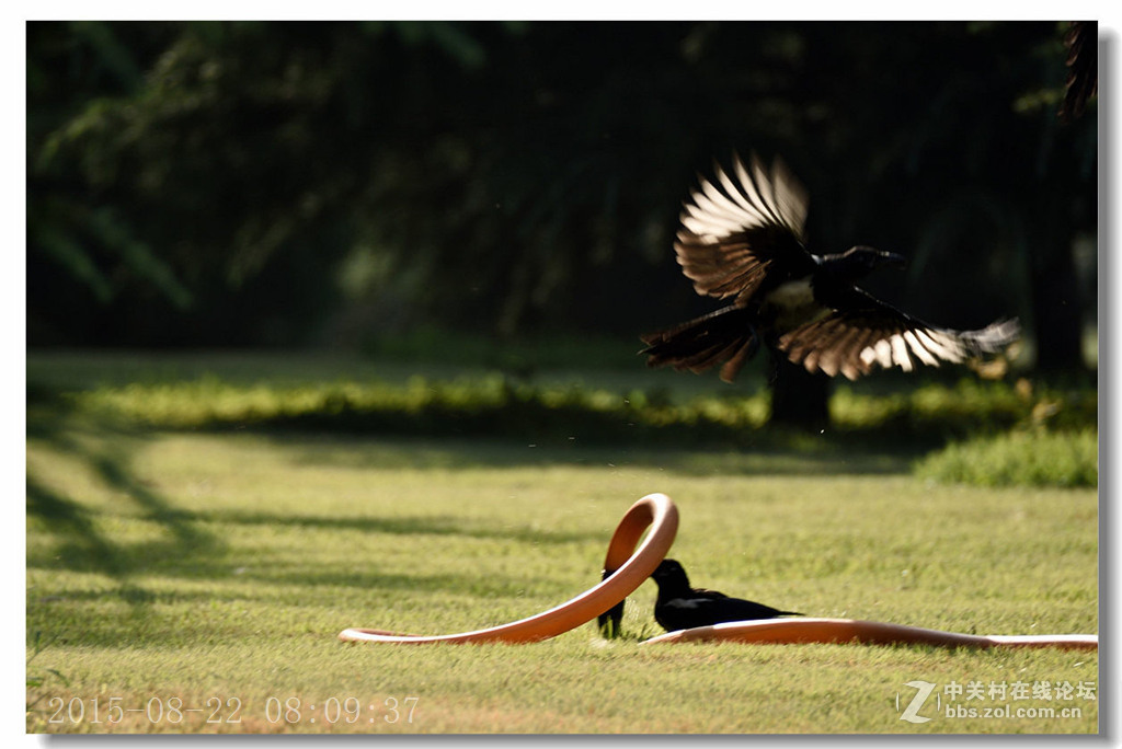 泰丰公园重现蓝天白云