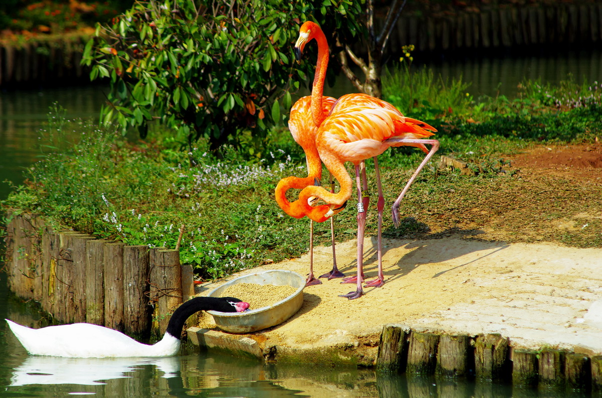 火烈鸟“红鹤”。。。。。。。。。。