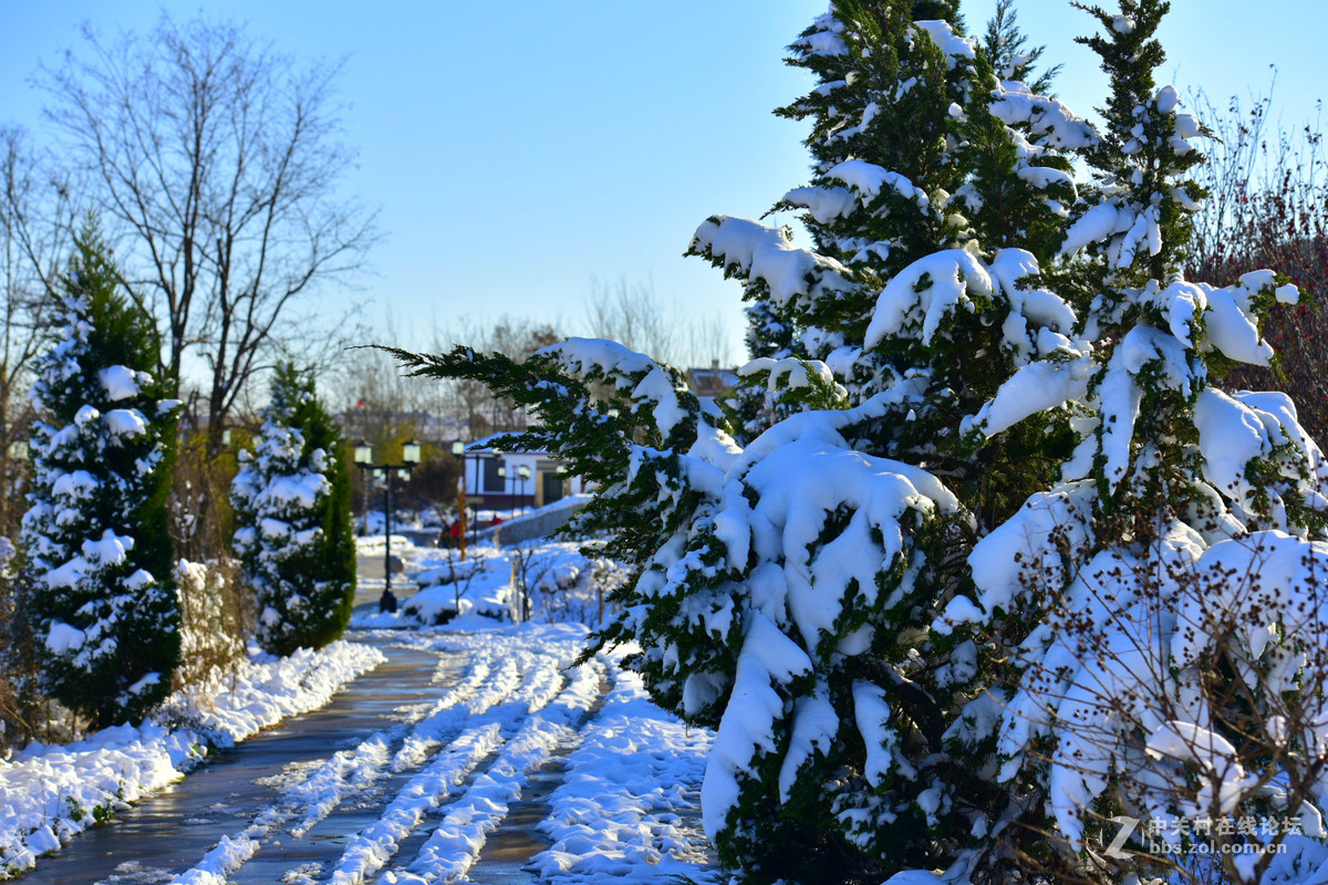 750 70-200,,2015年第一场大雪后的诸葛亮公园。