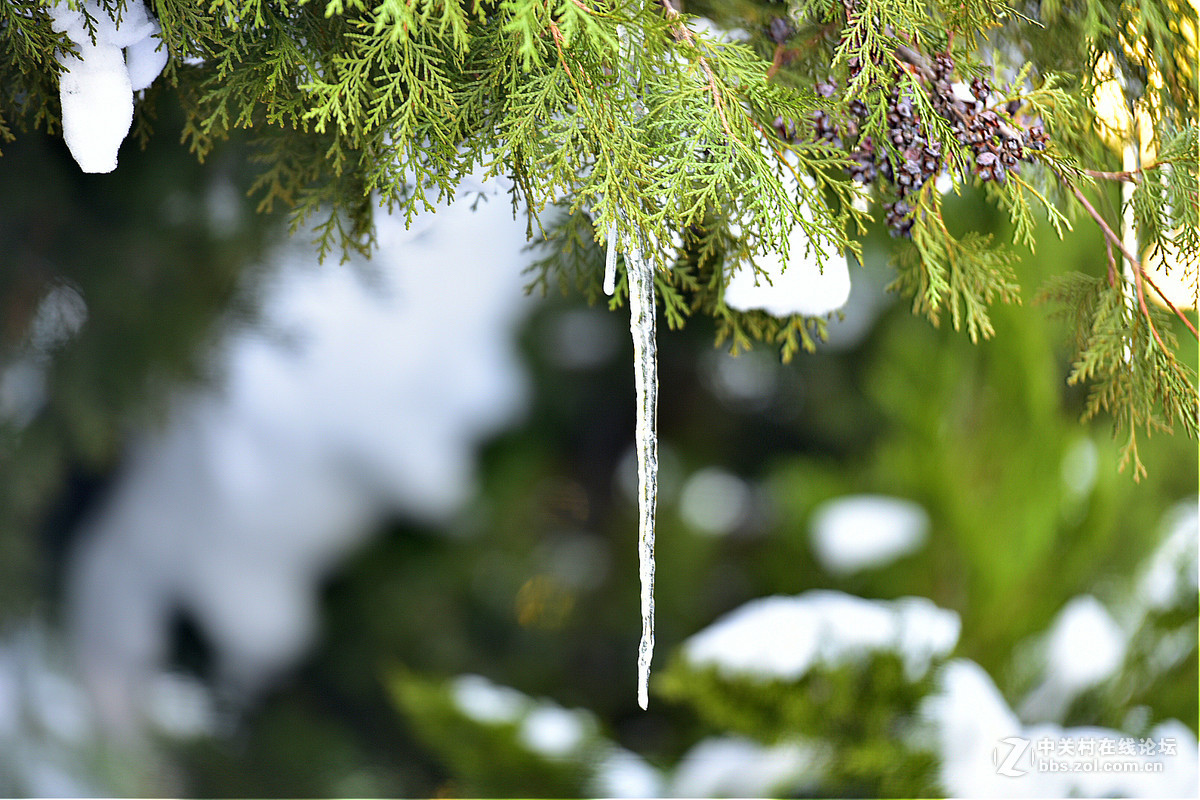 750 70-200,,2015年第一场大雪后的诸葛亮公园。