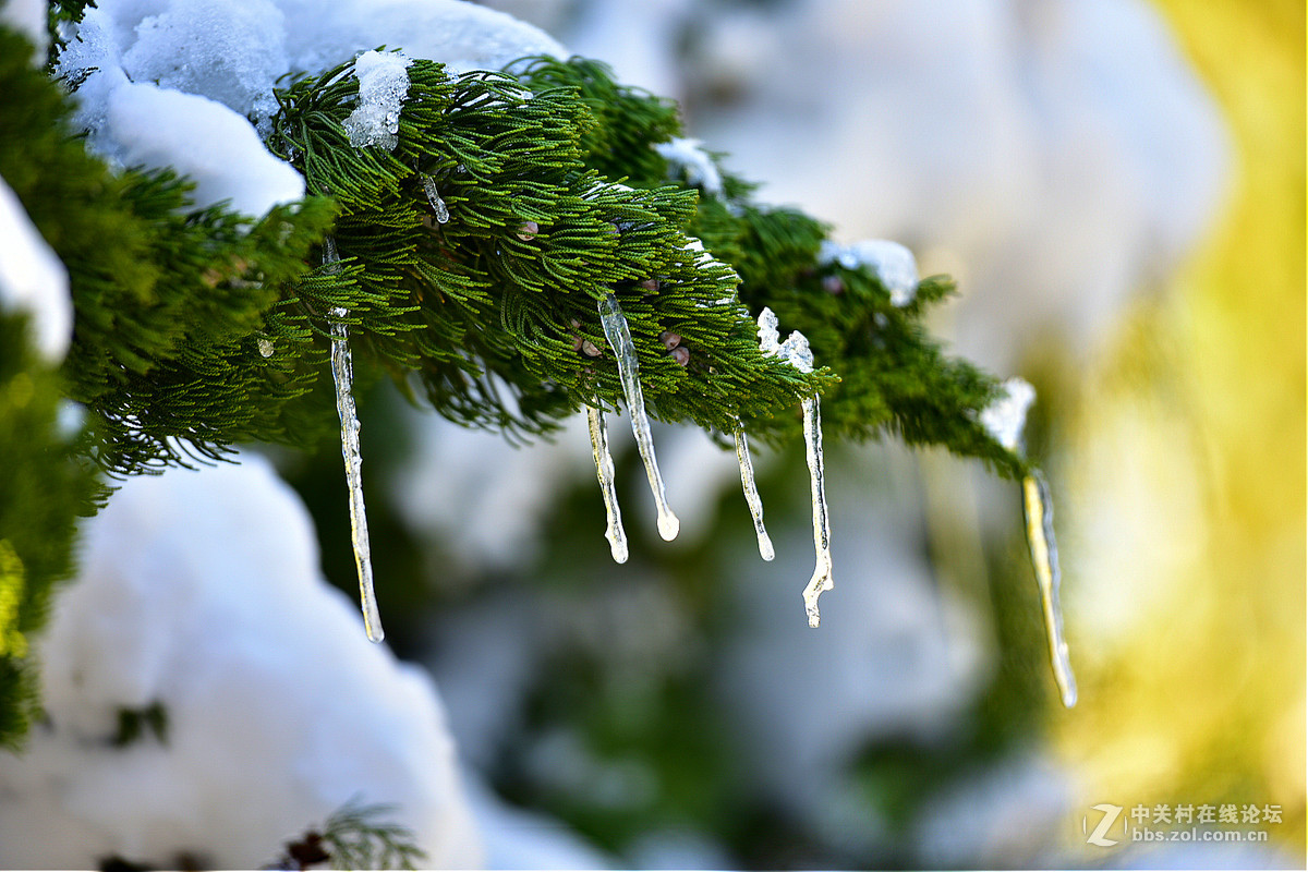 750 70-200,,2015年第一场大雪后的诸葛亮公园。