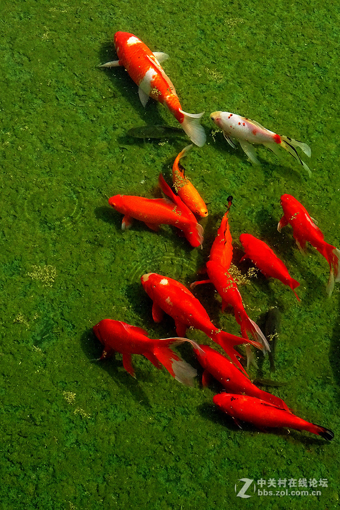 【   鱼游秋水  】