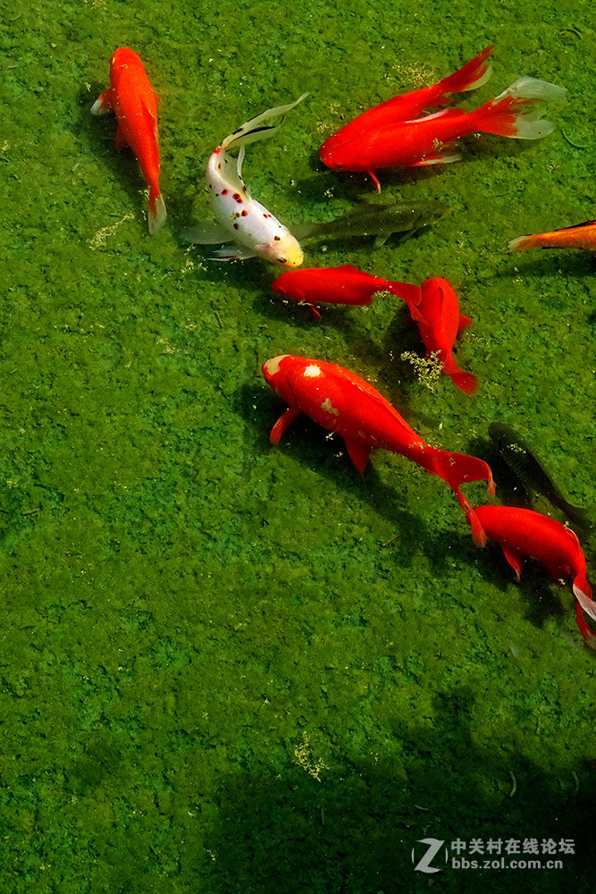 【   鱼游秋水  】