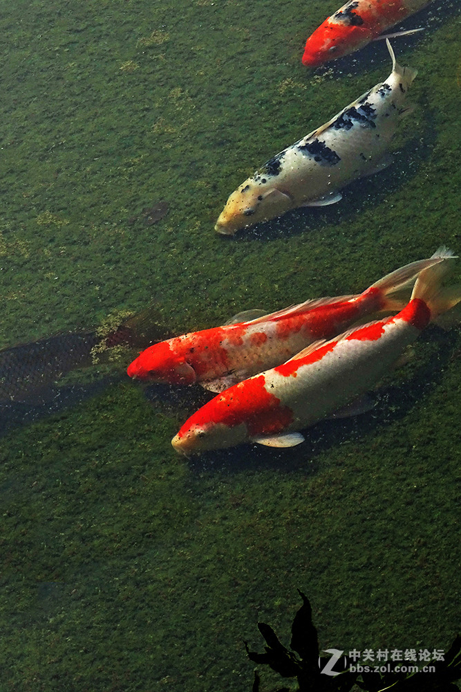 【   鱼游秋水  】