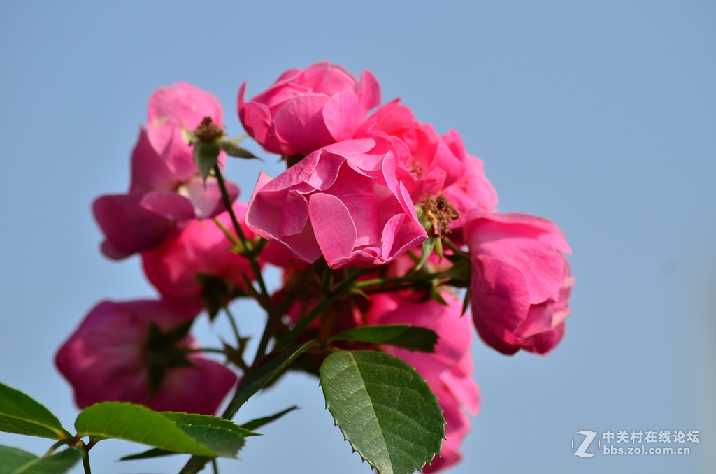 值得购买的牛头