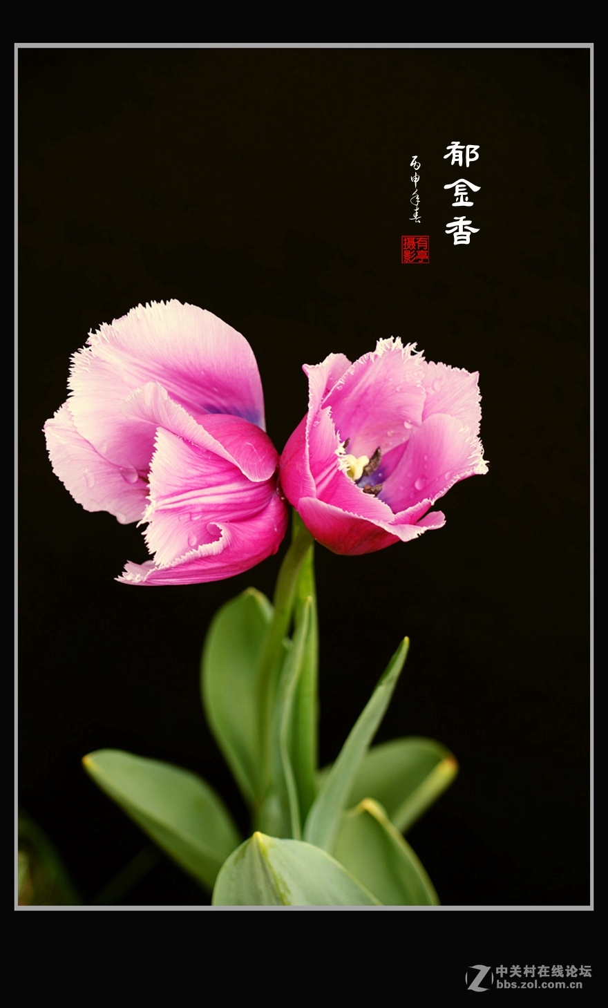 中山公园郁金香(a7RII)--恭贺“晚之秋”好友荣任佳能5DsR版主！