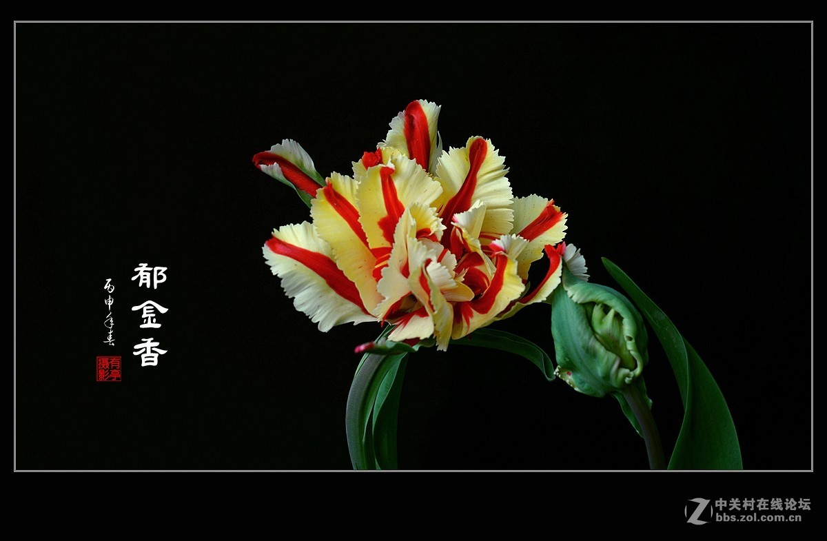 中山公园郁金香(a7RII)--恭贺“晚之秋”好友荣任佳能5DsR版主！