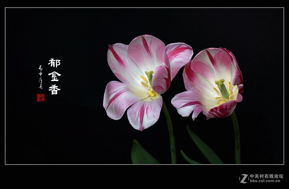 中山公园郁金香(a7RII)--恭贺“晚之秋”好友荣任佳能5DsR版主！