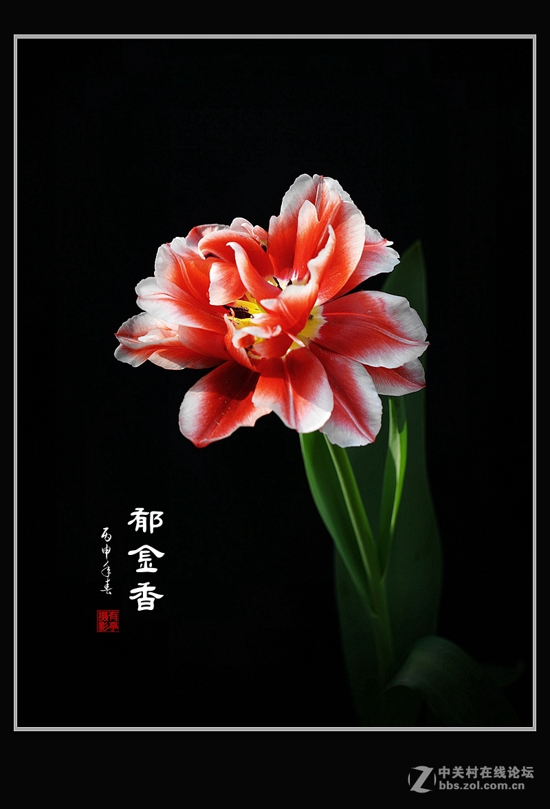 中山公园郁金香(a7RII)--恭贺“晚之秋”好友荣任佳能5DsR版主！