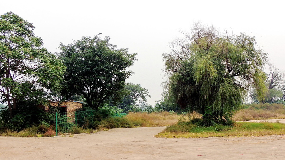 渭河边的路与树