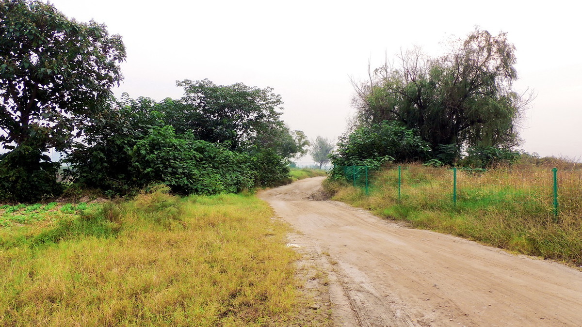 渭河边的路与树