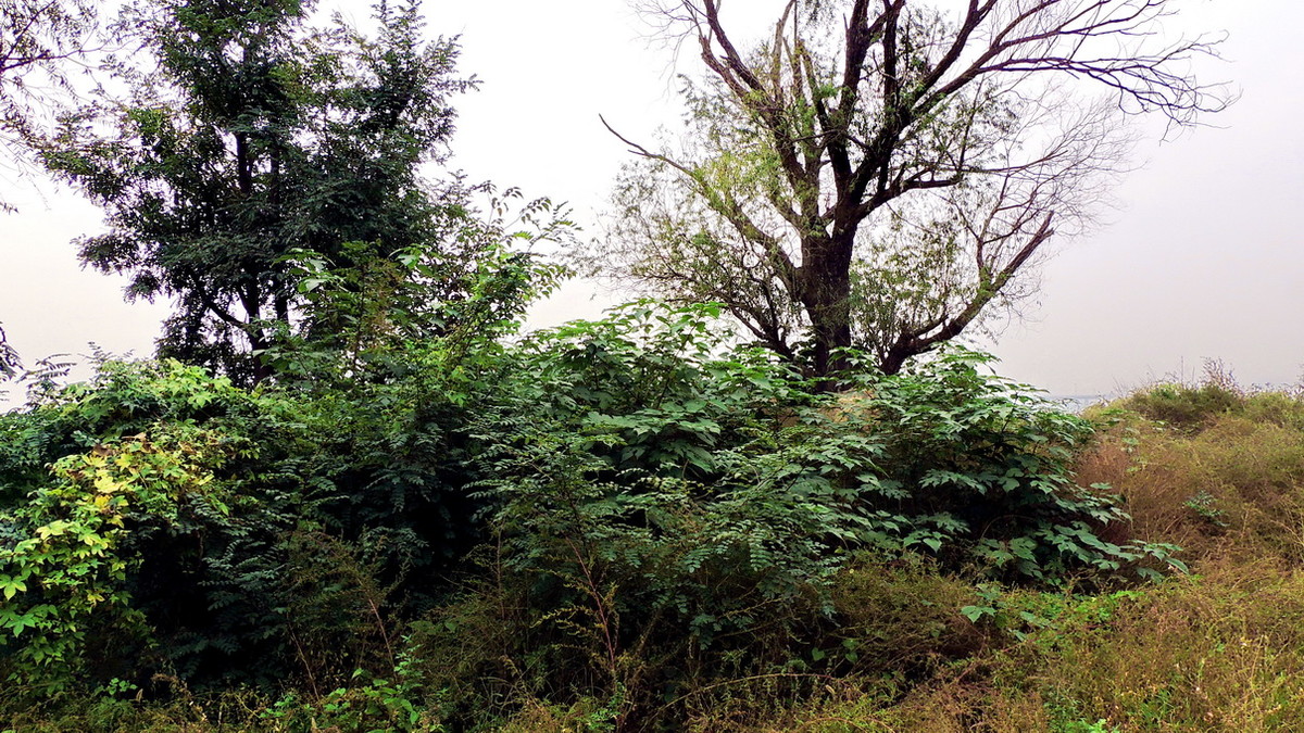 渭河边的路与树