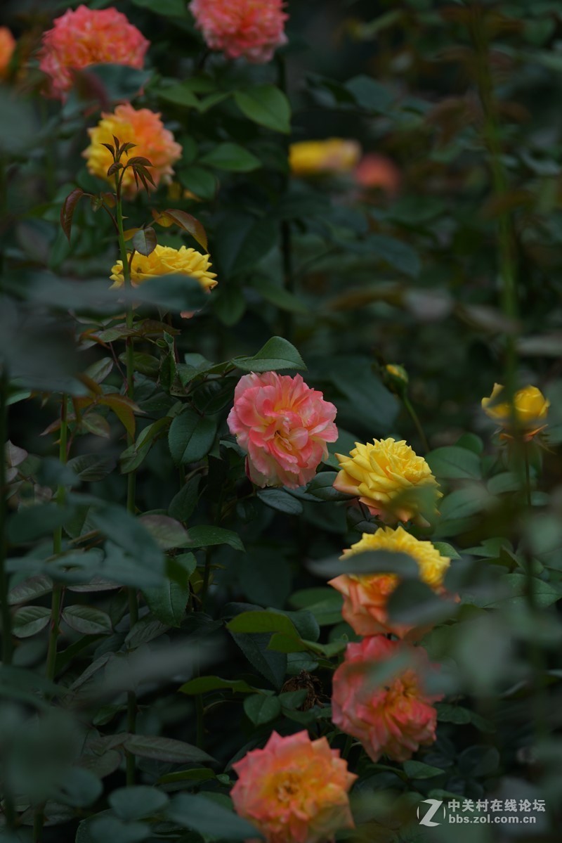 月季花toA99