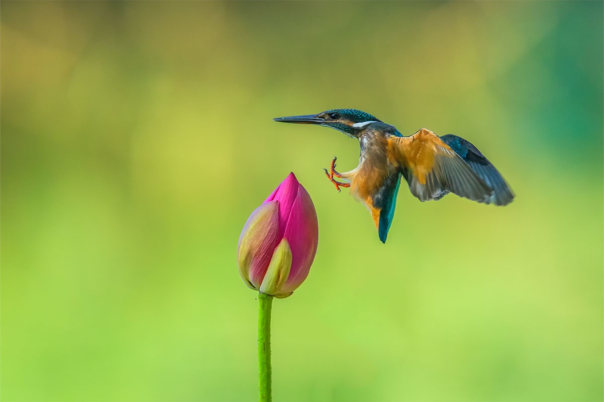 荷花-翠鸟