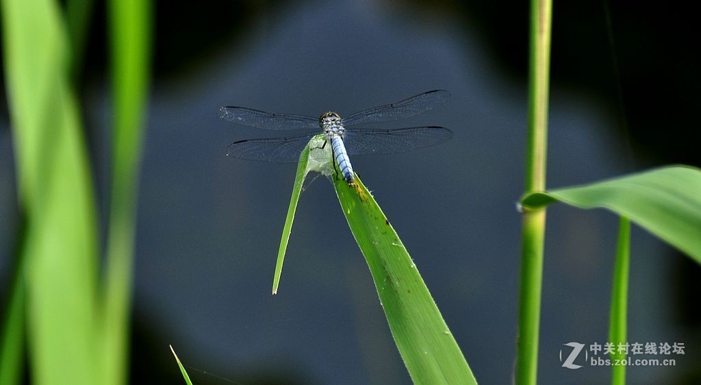 蜻     蜓 --------------。