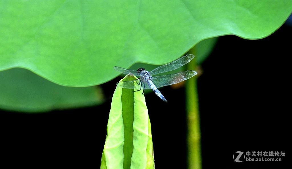 蜻     蜓 --------------。