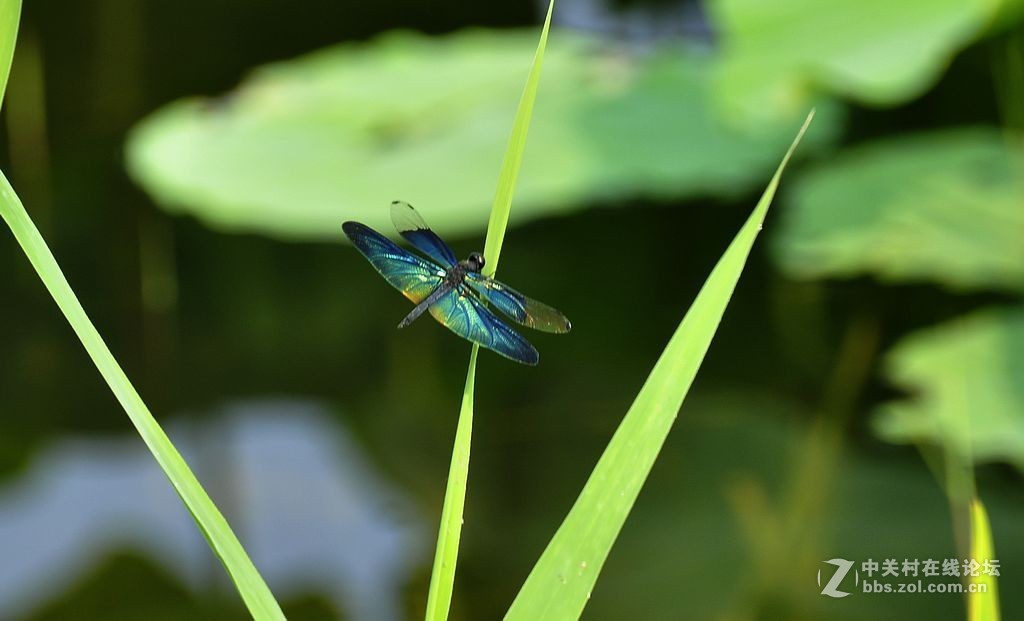 蜻     蜓 --------------。