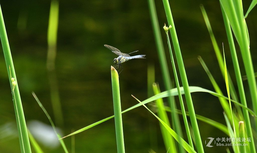 蜻     蜓 --------------。