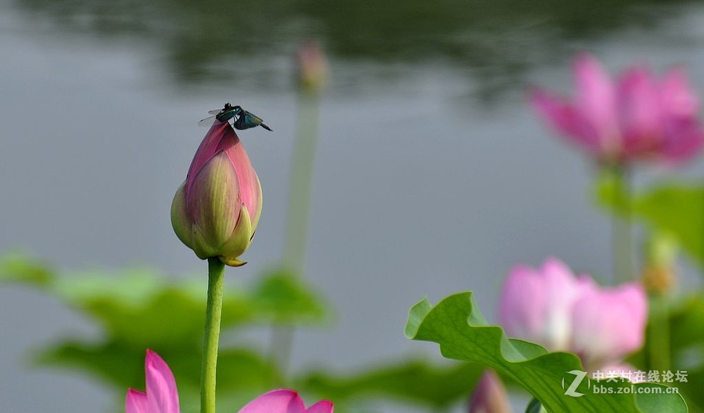 蜻     蜓 --------------。