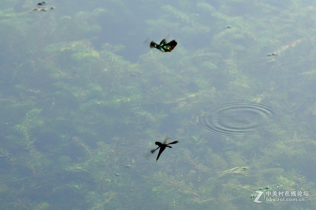 蜻     蜓 --------------。