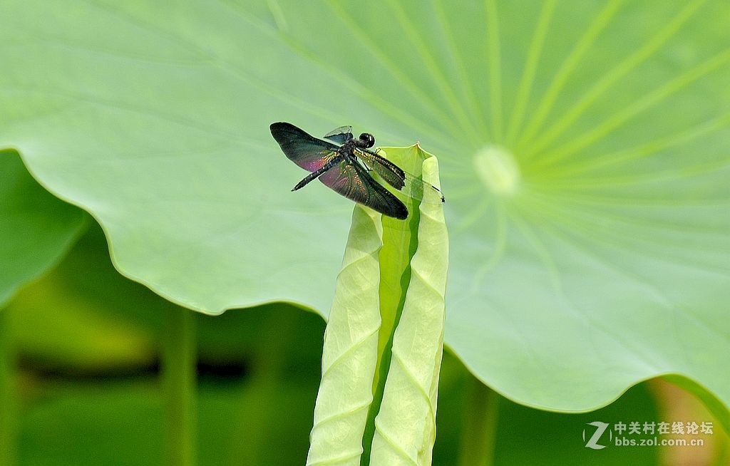 蜻     蜓 --------------。
