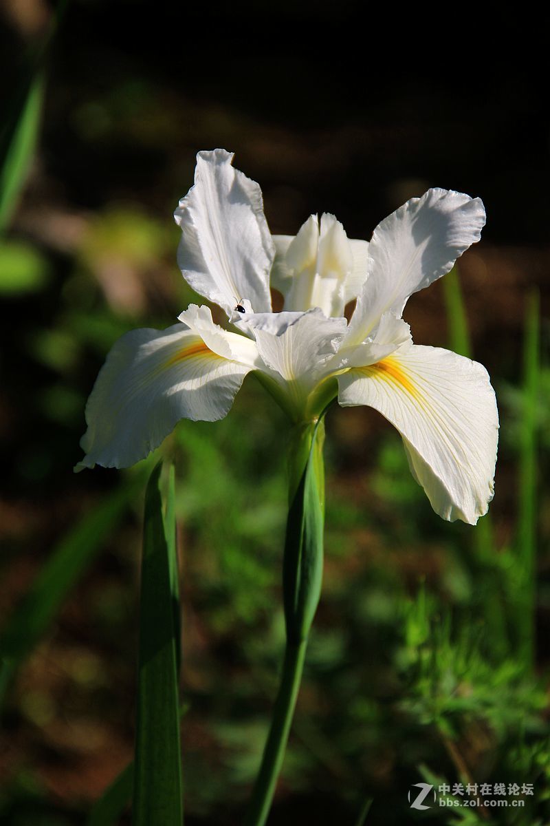 鳶尾花4